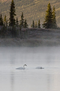 Swans (Denali NP)